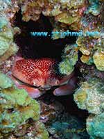 caribbean under water photo