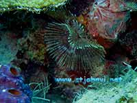under water photograph