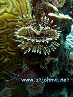virgin islands underwater pic