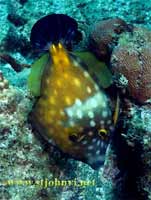 caribbean underwater picture