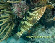 carribrean underwater photograph