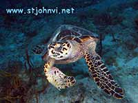 VI underwater picture