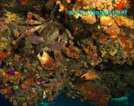 carribrean underwater photo