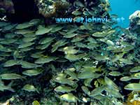 VI underwater picture