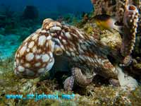 st john underwater photograph