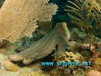virgin islands underwater picture