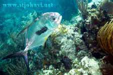 carribrean underwater pic