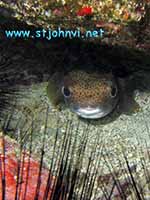 st john underwater pic