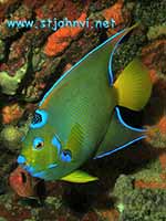 virgin islands underwater pic