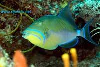 caribbean underwater picture