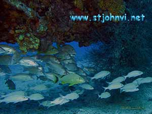 virgin islands underwater photo