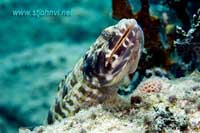 caribbean underwater picture