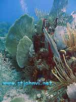 st john underwater picture
