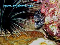 virgin islands underwater picture