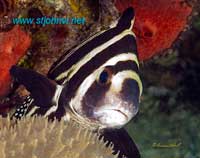 caribbean underwater picture