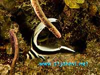 st john underwater photo