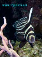 caribbean underwater picture