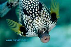 caribbean underwater picture