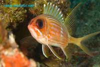 caribbean underwater picture