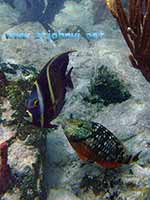 st john underwater pic