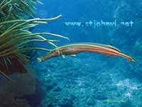 st john underwater photograph