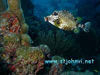 st john underwater photo