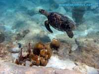 VI underwater pic