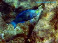 VI underwater photo