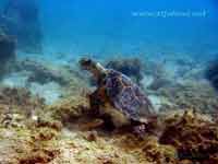 virgin islands underwater pic
