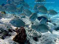 st john underwater photograph