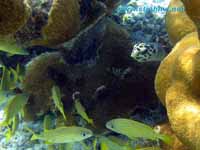 under water photograph
