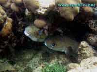 virgin islands underwater picture