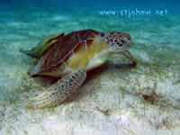 VI underwater picture