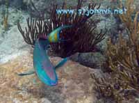 st john underwater pic