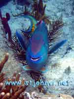 st john underwater picture