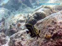 virgin islands underwater photo