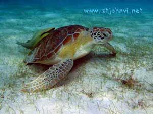 st john underwater gallery