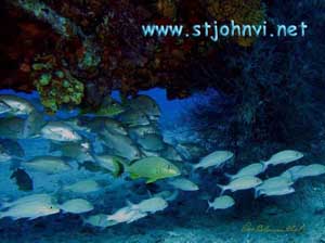 virgin islands underwater gallery 
