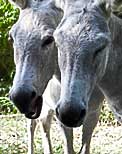 St. John donkey