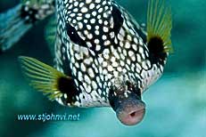 trunkfish