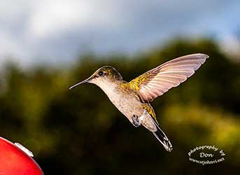 photogrpher