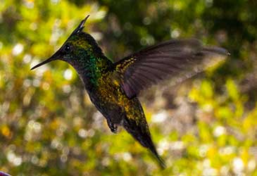 carribean photography